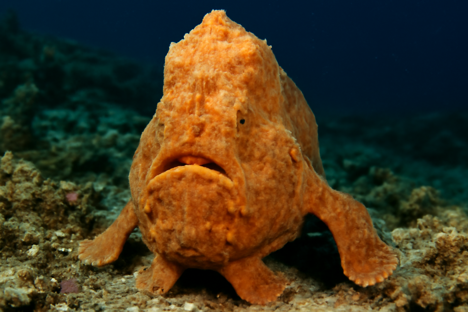 Giant Frogfish