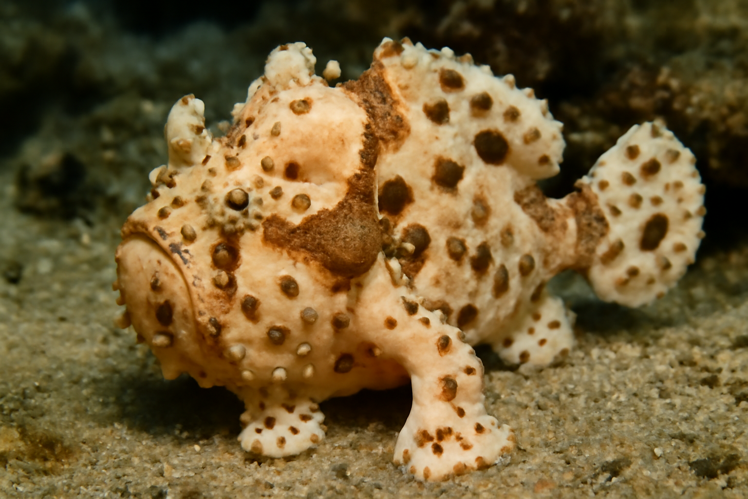 Warty Frogfish