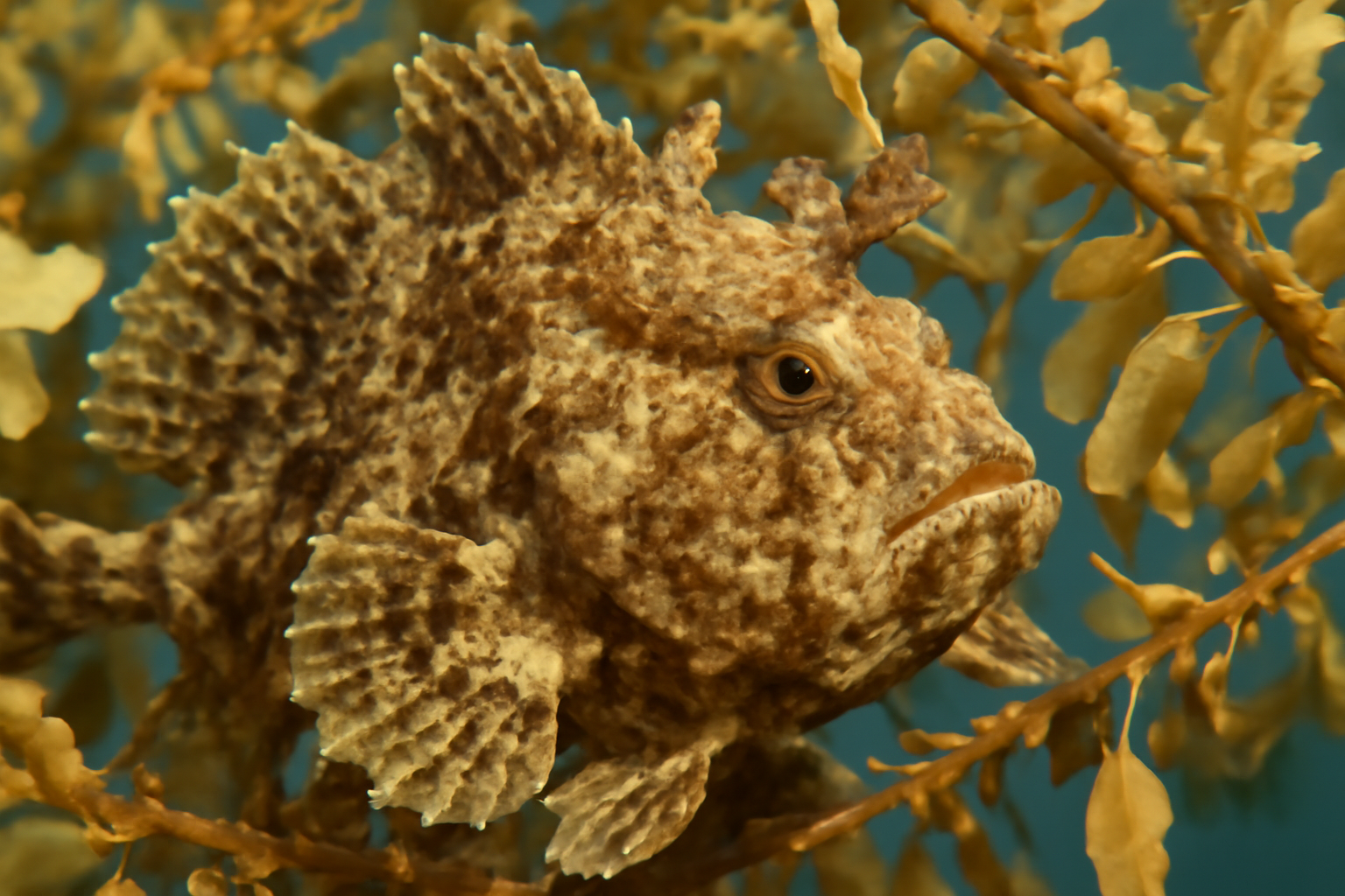 Sargassum Fish