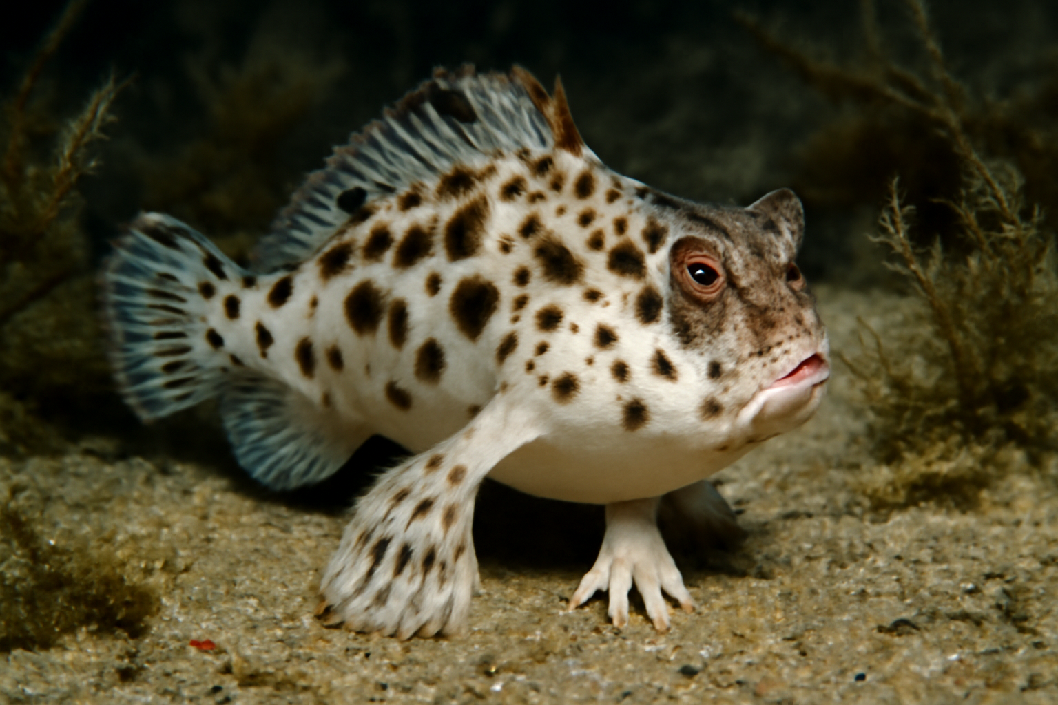 Spotted handfish