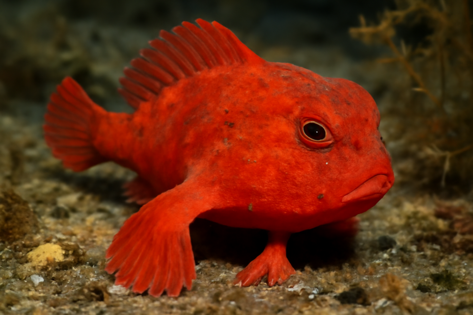 Red handfish