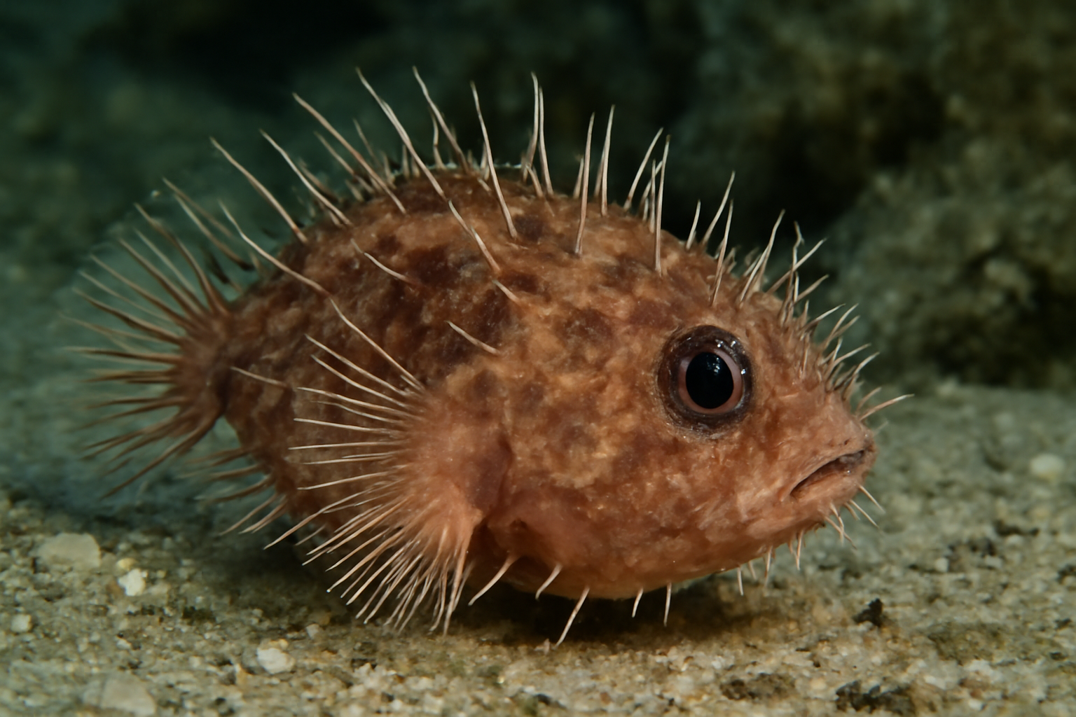 Spiny Dreamer