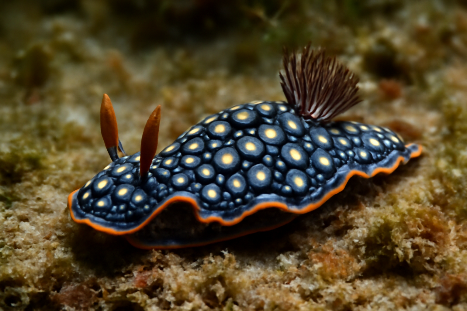 Borisa's Snail