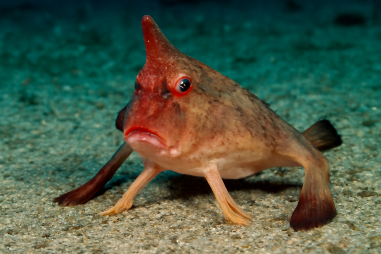 Longnose Batfish