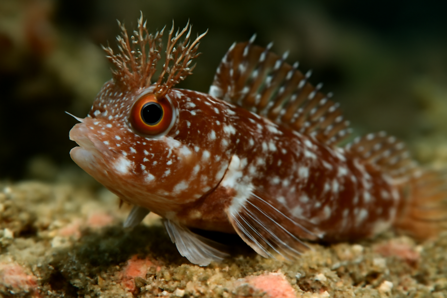 Spinyhead Blenny