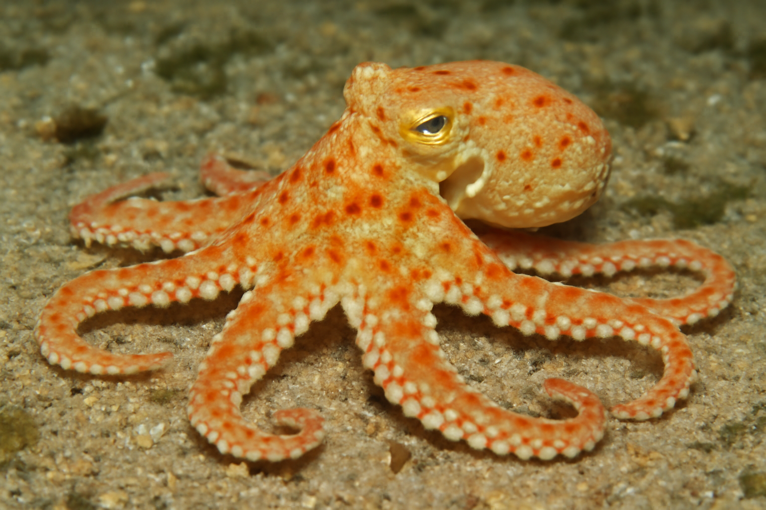 Puck's octopus