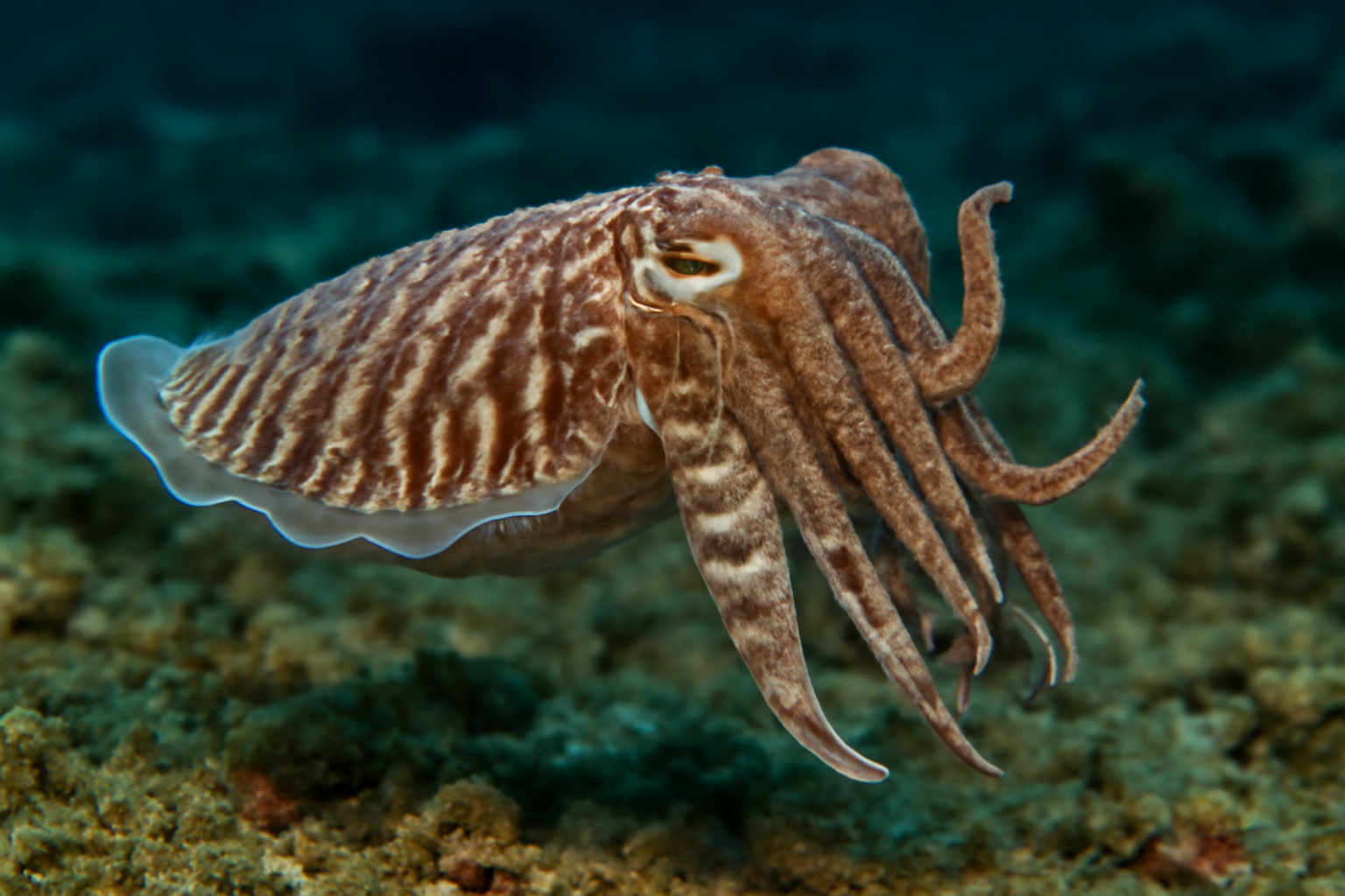Puck's cuttlefish