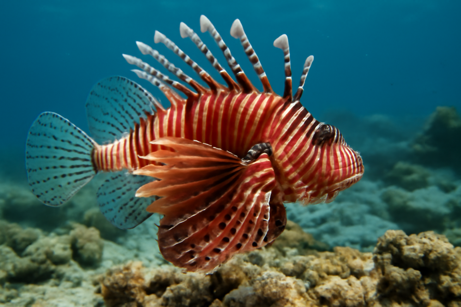 Red Lionfish