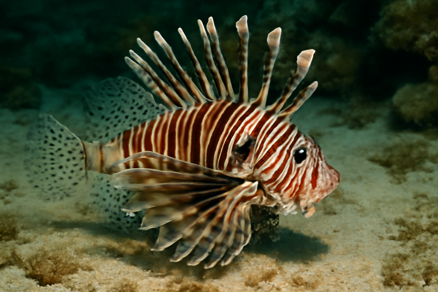 Common Lionfish