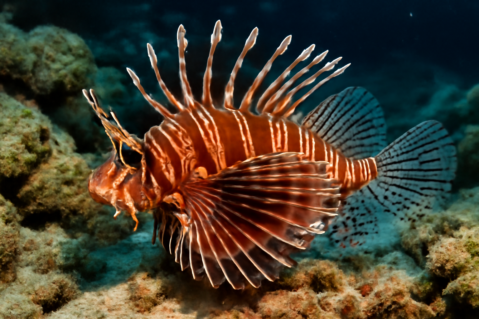Hawaiian Lionfish