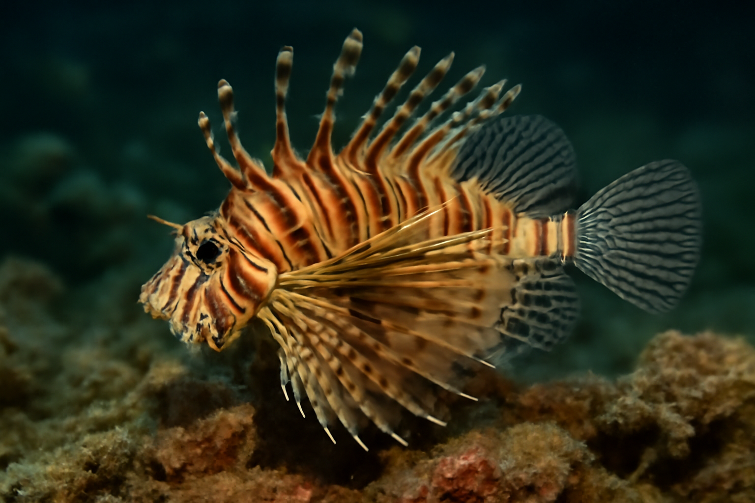 Spotfin Lionfish