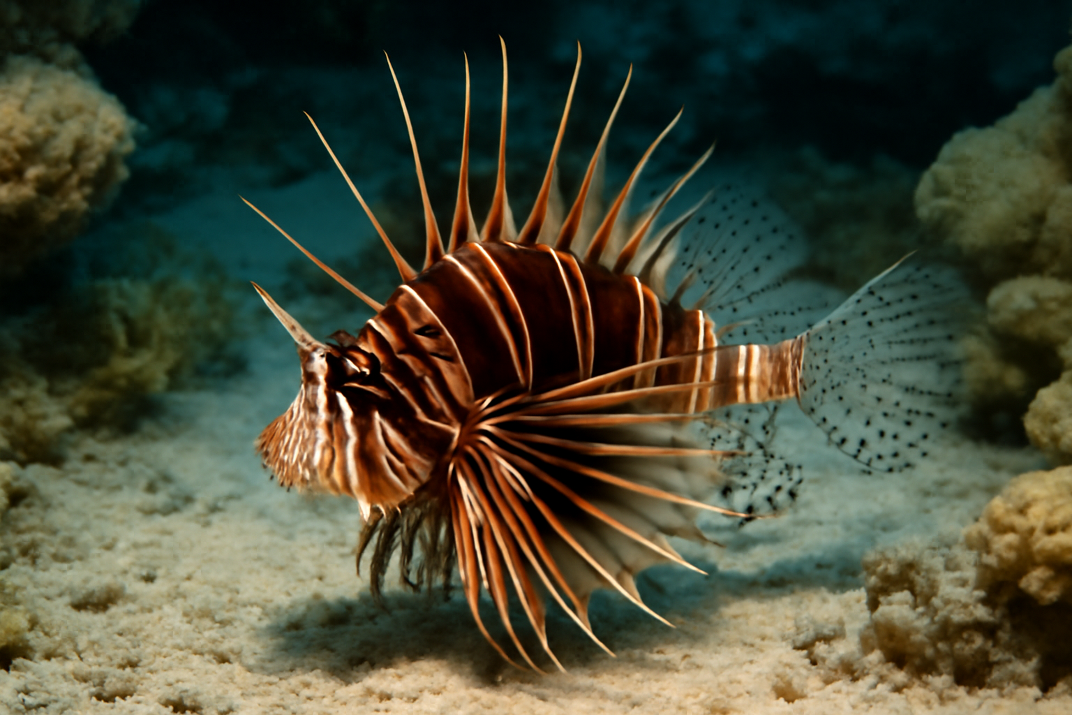 Radiata Lionfish
