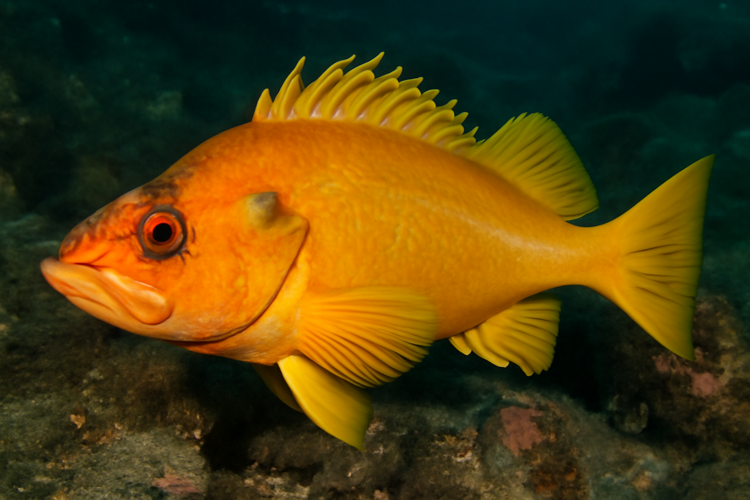 Yelloweye Rockfish