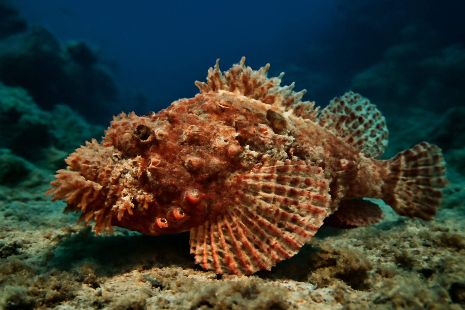 Bearded Scorpionfish