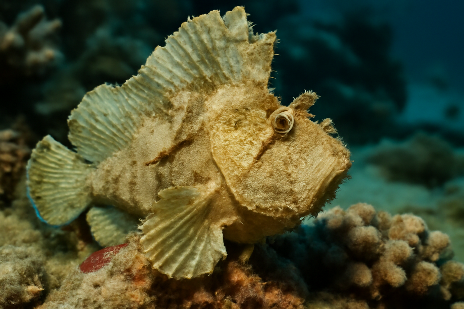 Leaf Scorpionfish