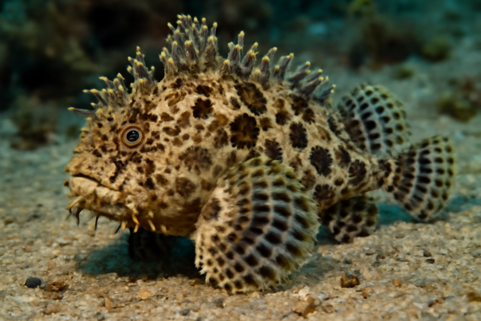 Spotted goblinfish