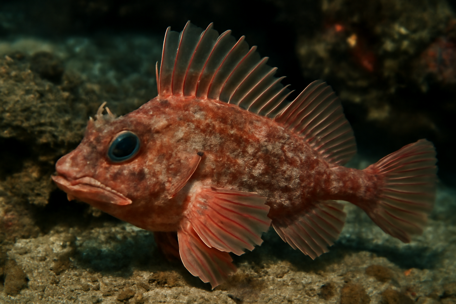 Deepwater goblinfish