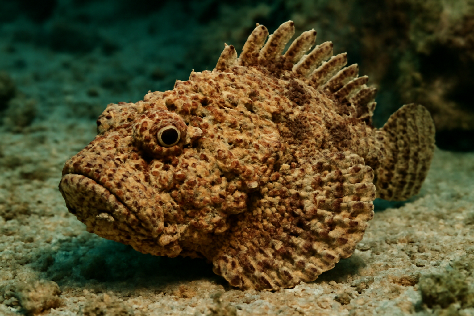 Spotted Stonefish