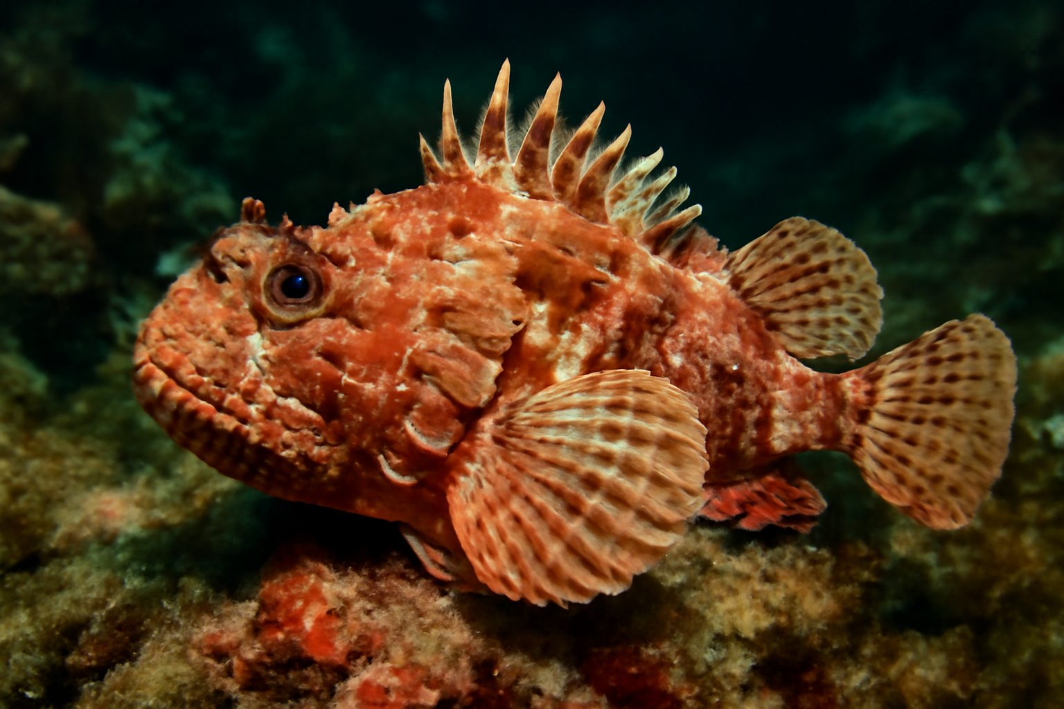 Madeira Scorpionfish