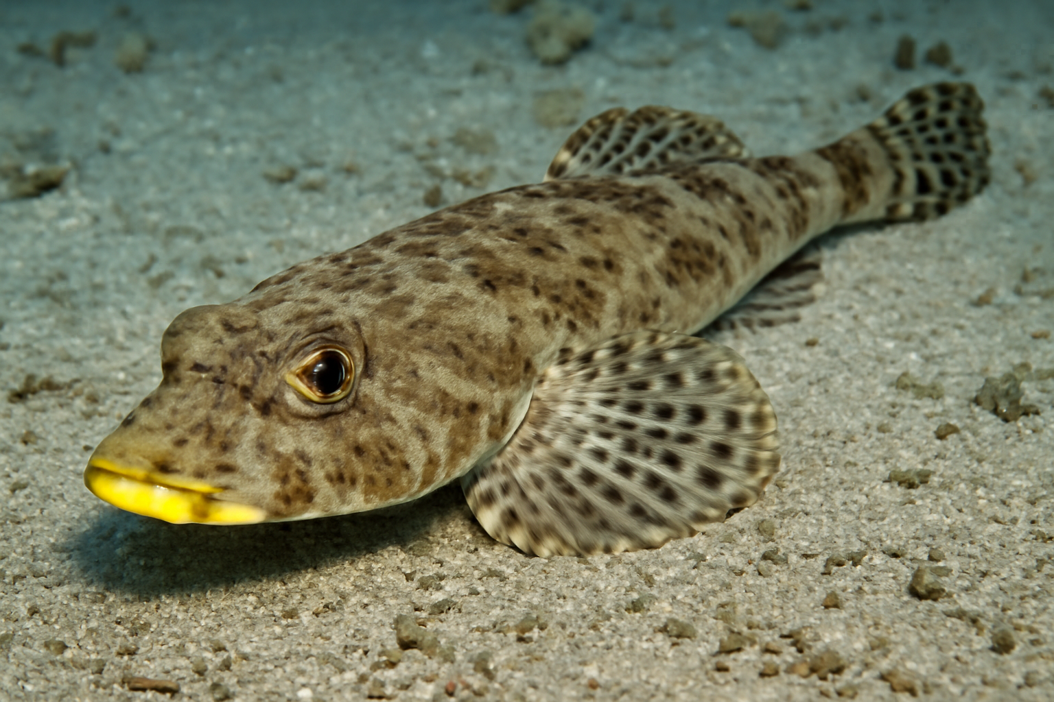 Yellownose Bartail Flathead