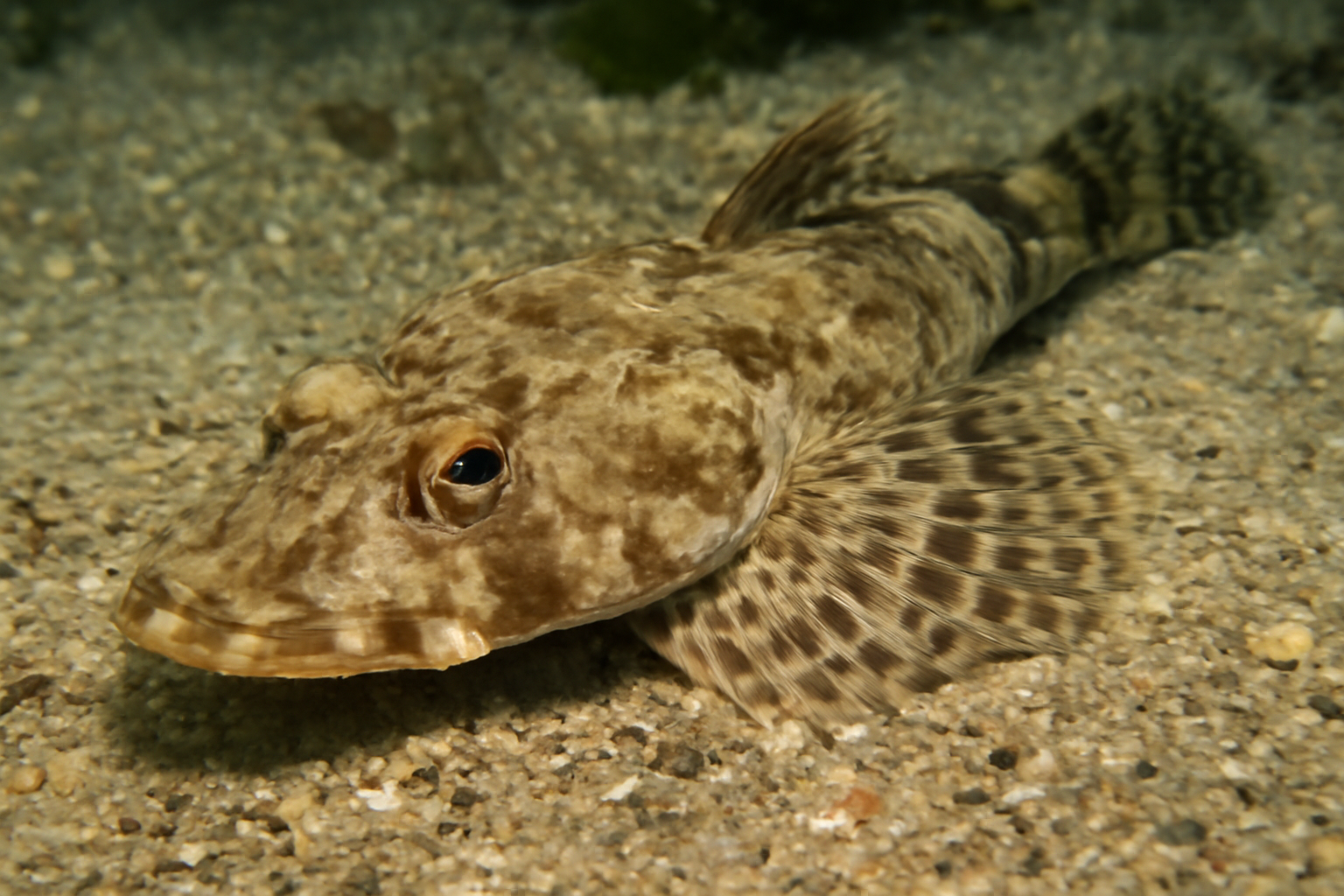 Shorthorn Flathead