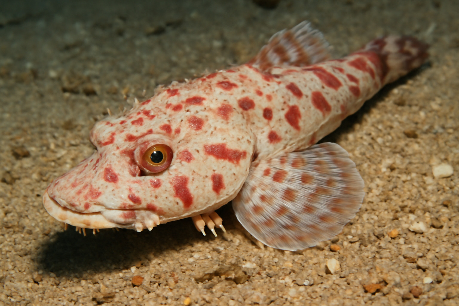 Cherry Blossom Flathead