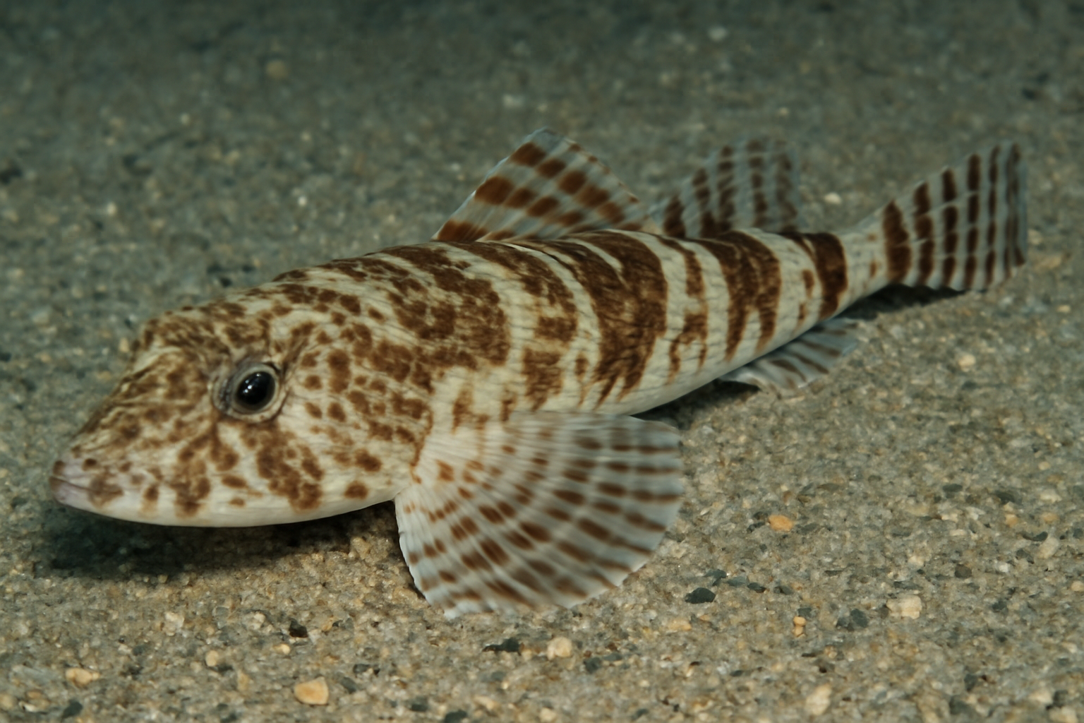 Oblique-banded Flathead