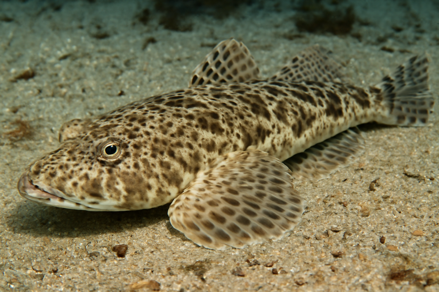 Spotted Flathead