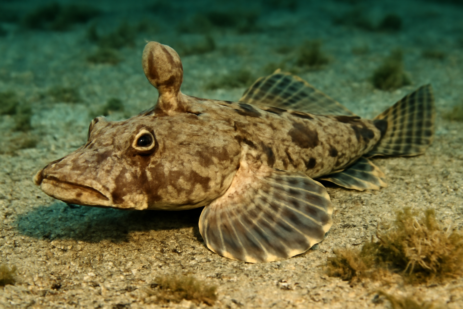 Club-headed Flathead