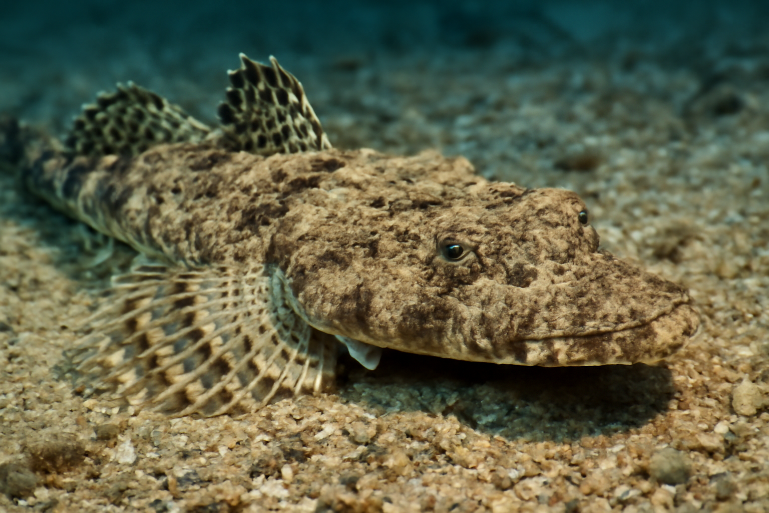 Crocodile Flathead