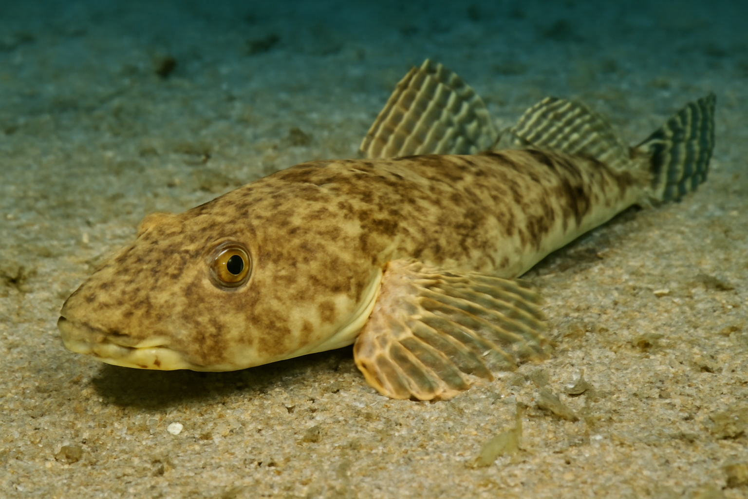 Yellowbelly Flathead