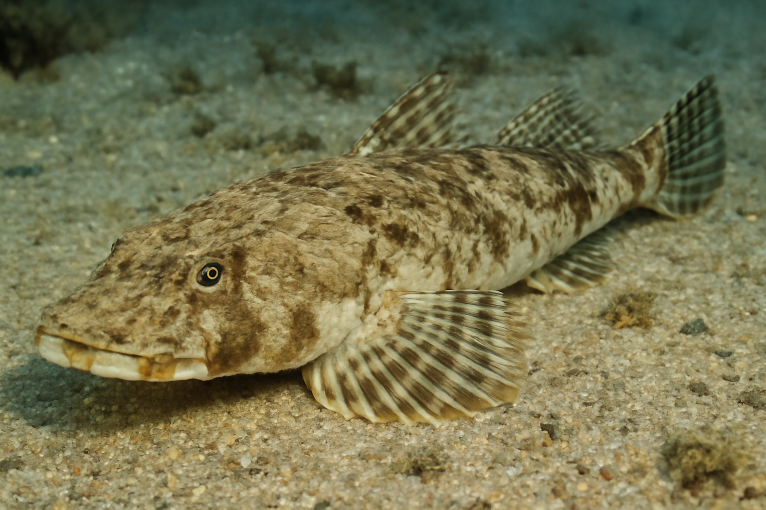 Bartail Flathead