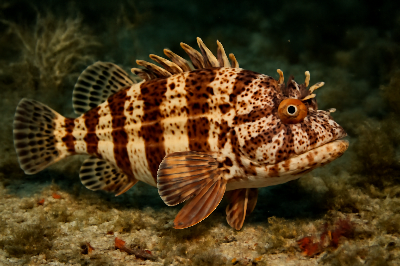 Spotted Stripey Ghoul
