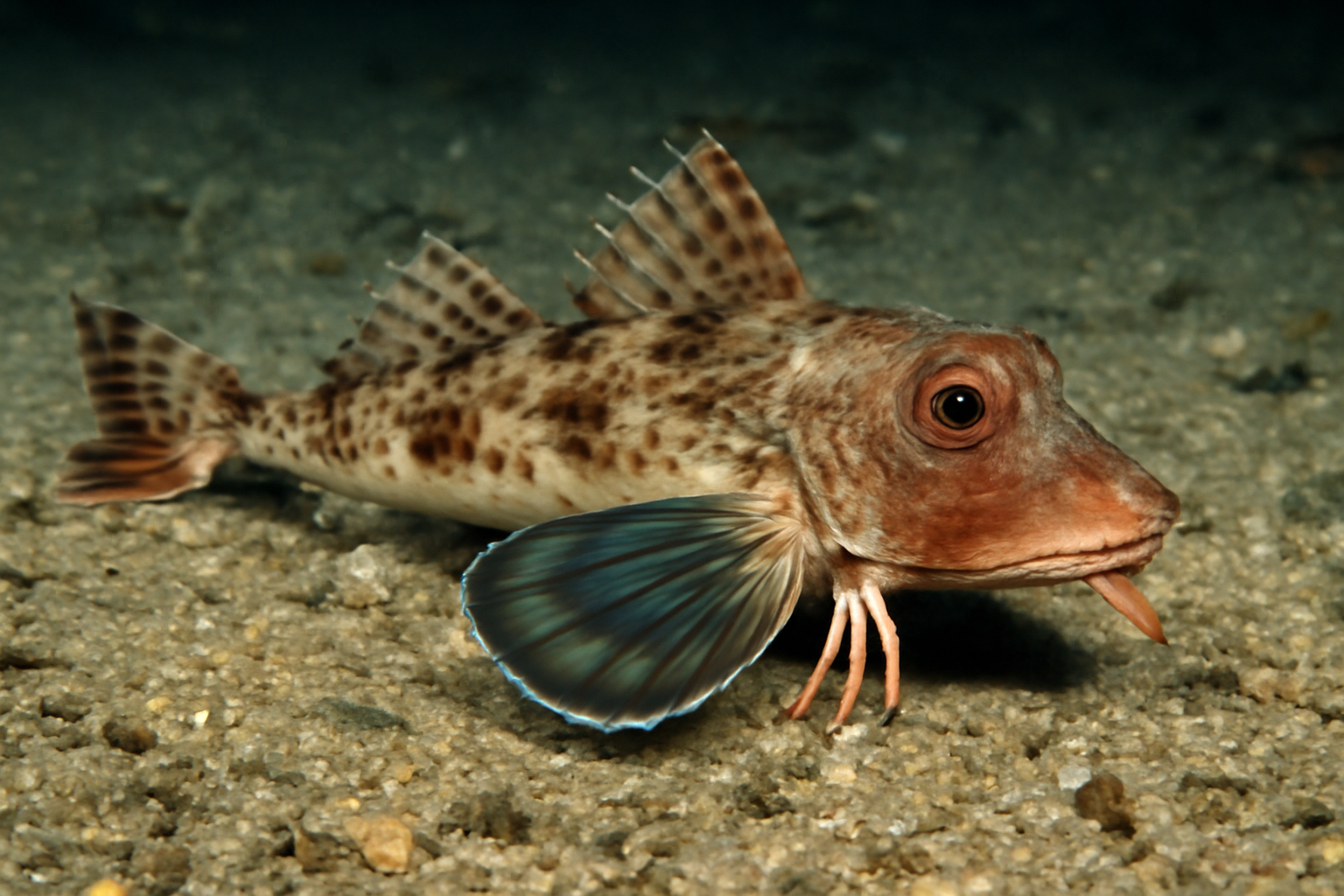 Northern Searobin
