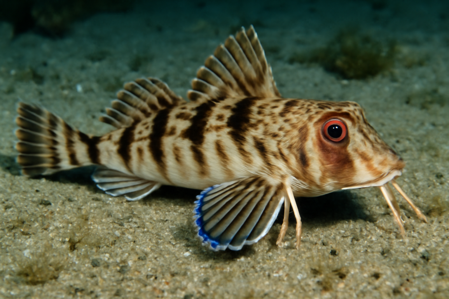 Striped Searobin