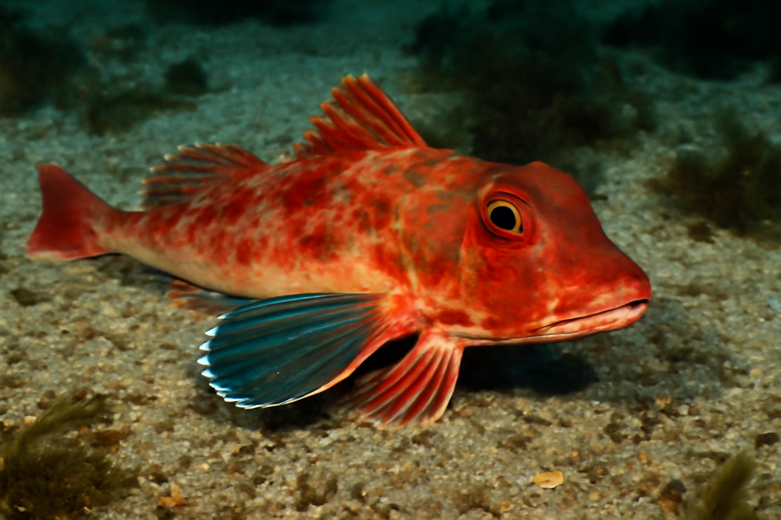 Red Gurnard