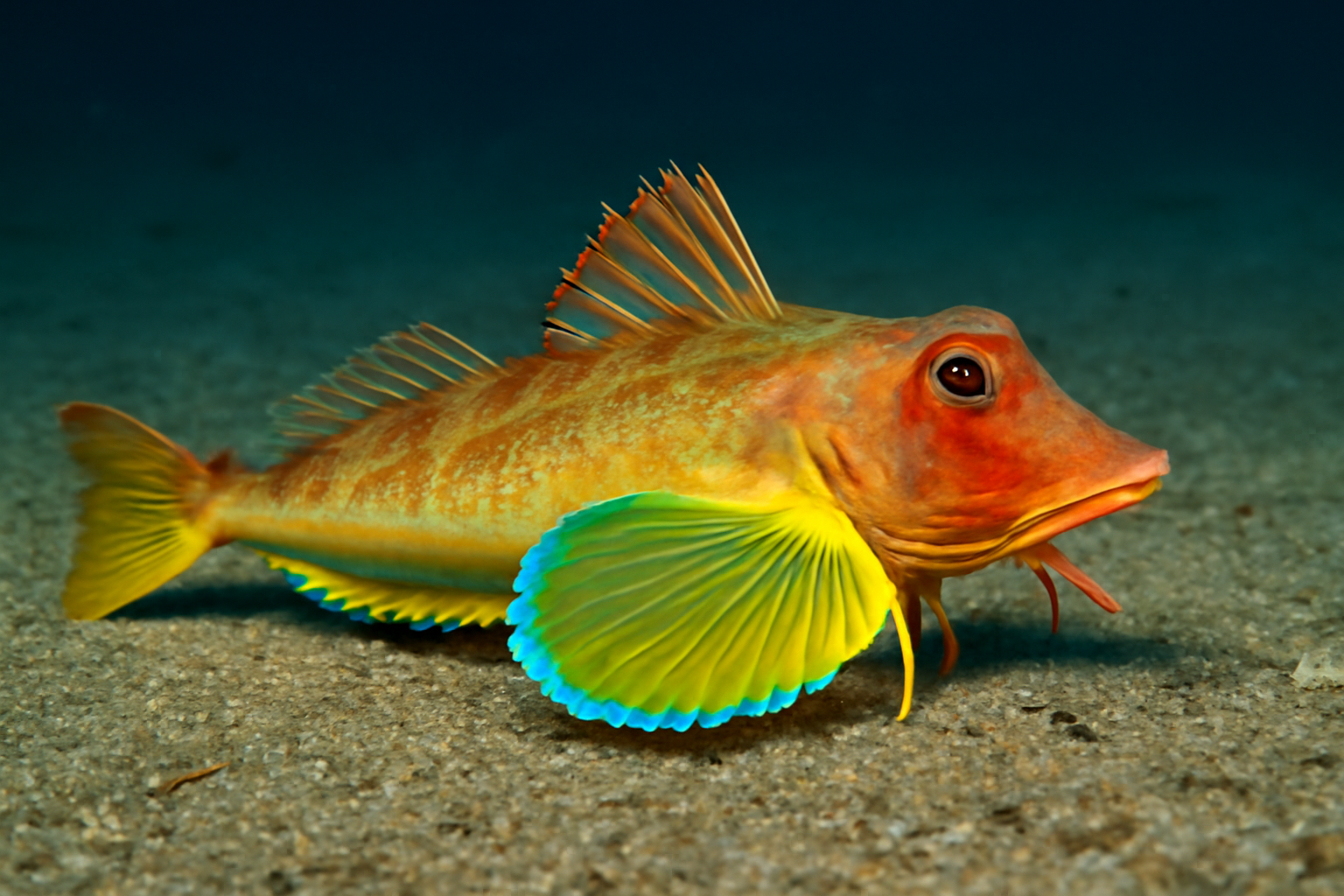 Yellowfin Gurnard