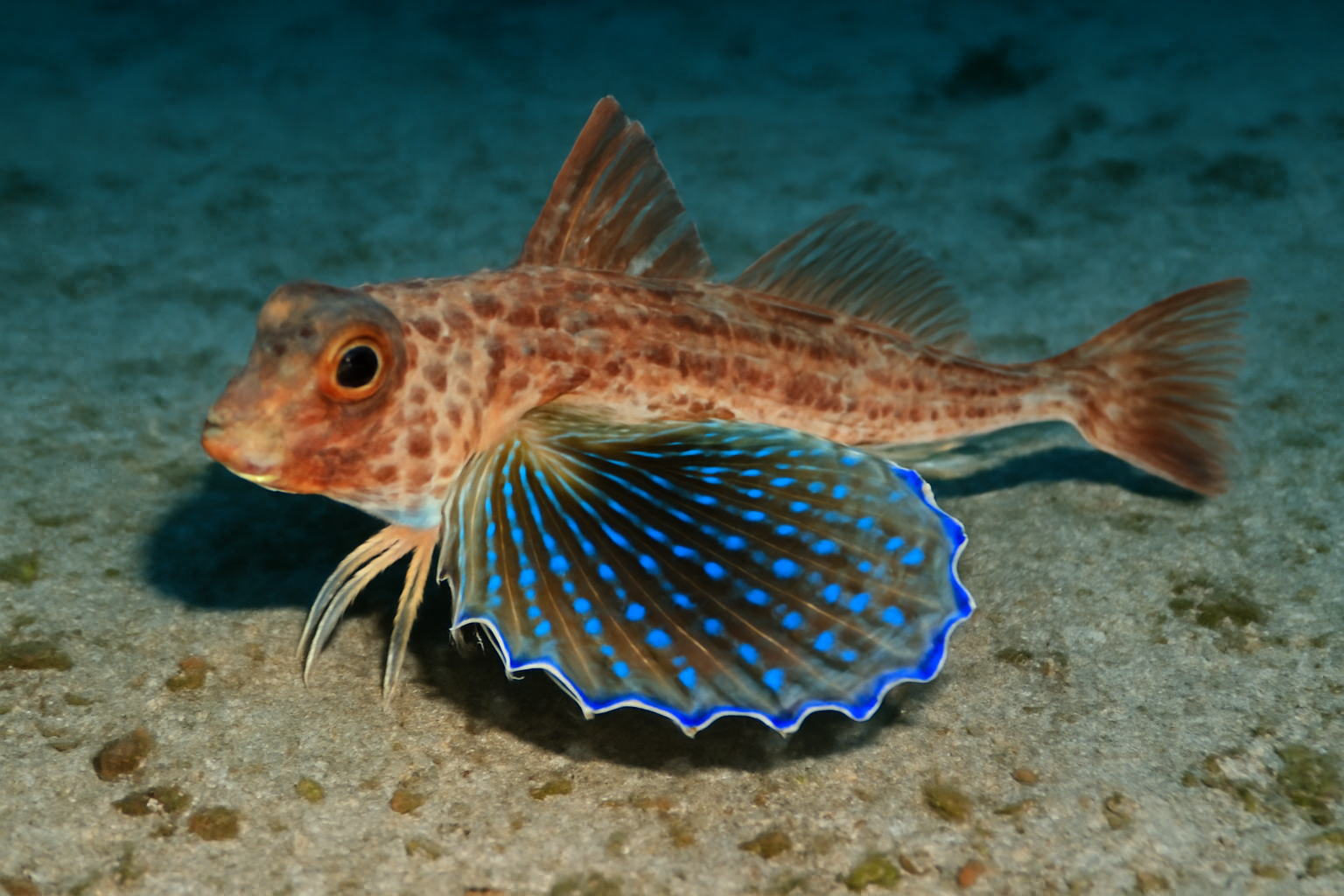 Atlantic Flying Gurnard