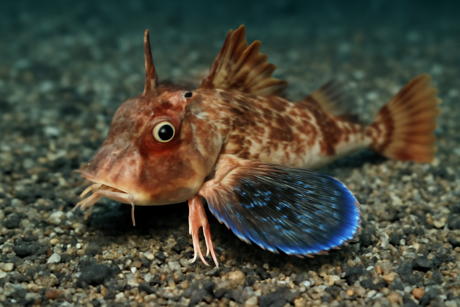 Horned Searobin