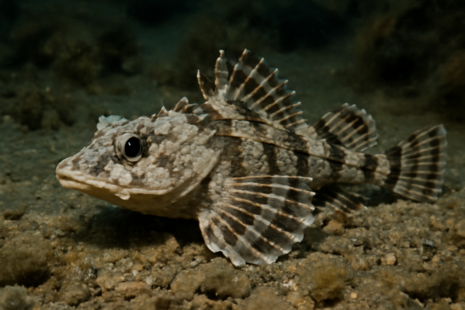 Arctic Alligatorfish