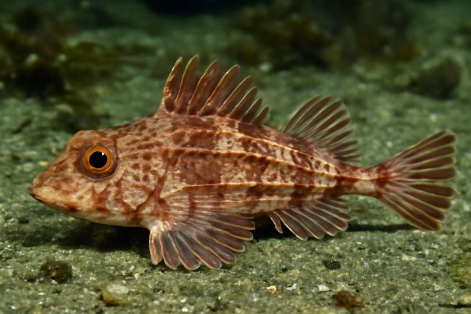 Shortspine Poacher