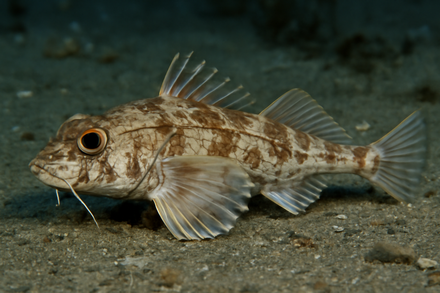 Bigeye poacher