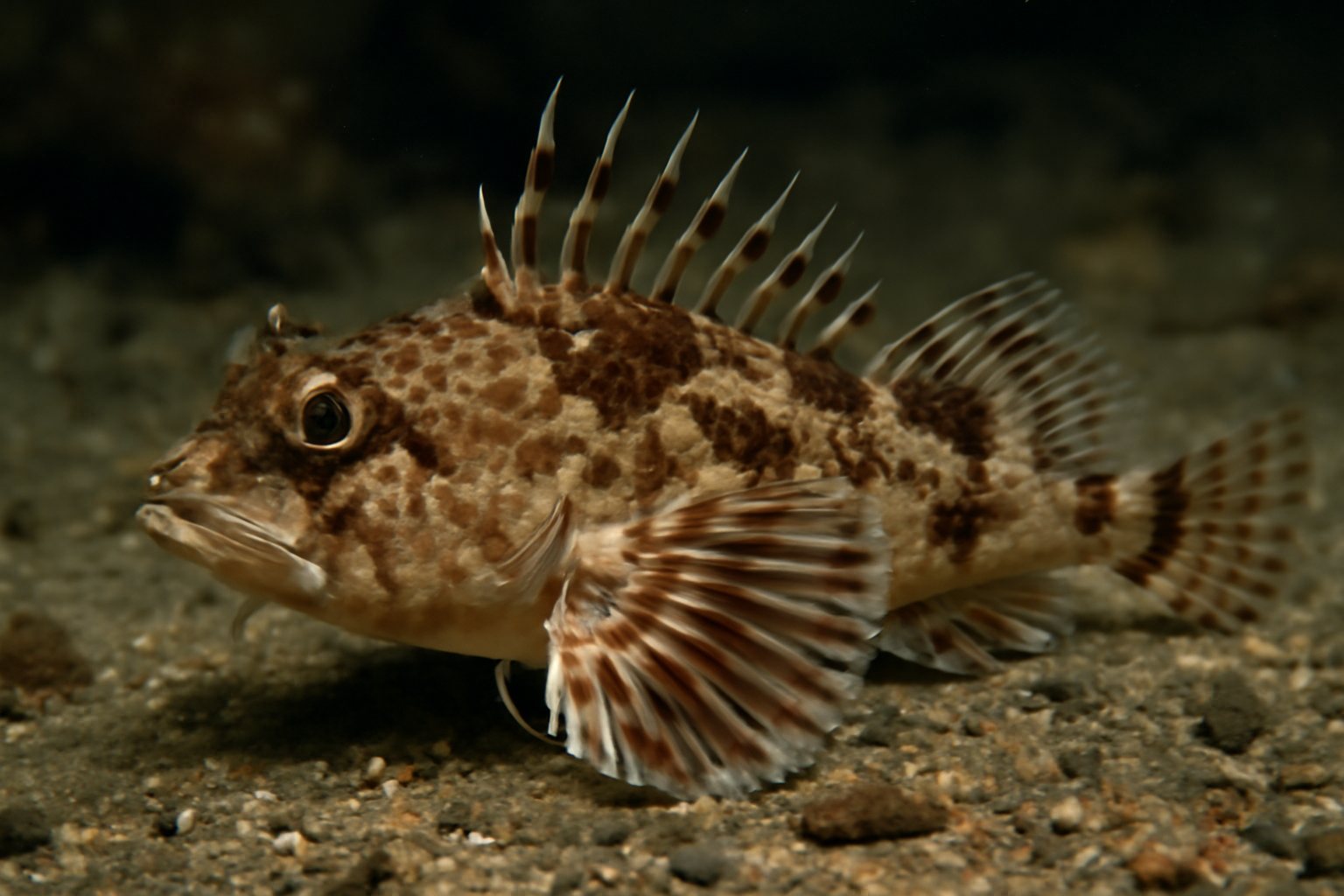Longspine sculpin