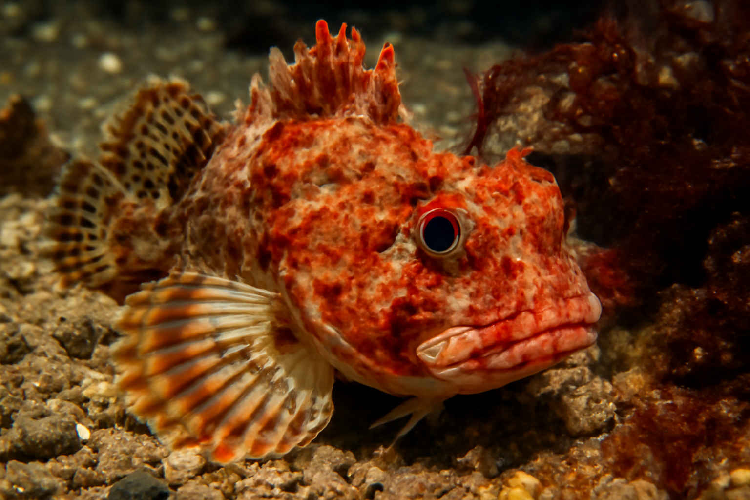 Red Irish lord