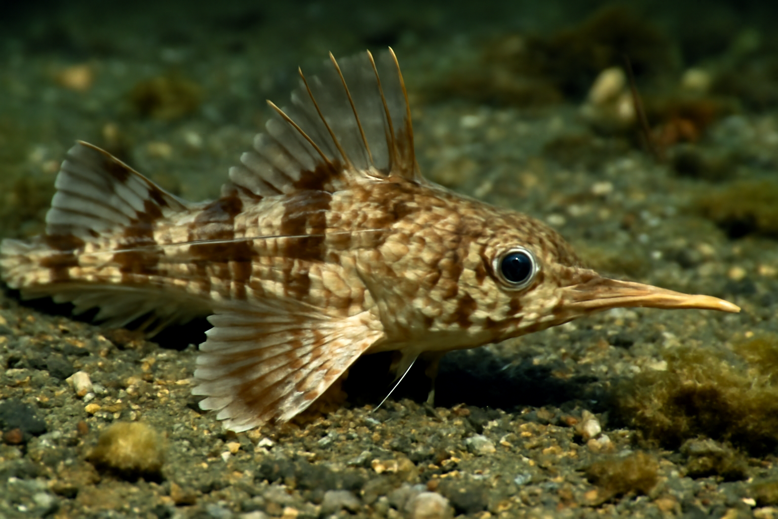Longsnout Poacher