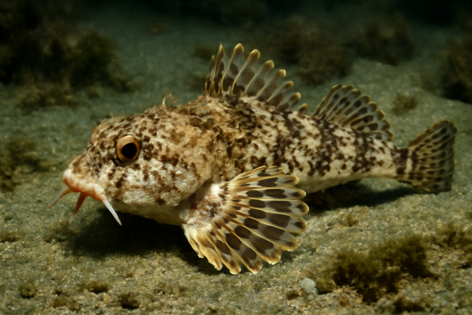 Variegated Poacher