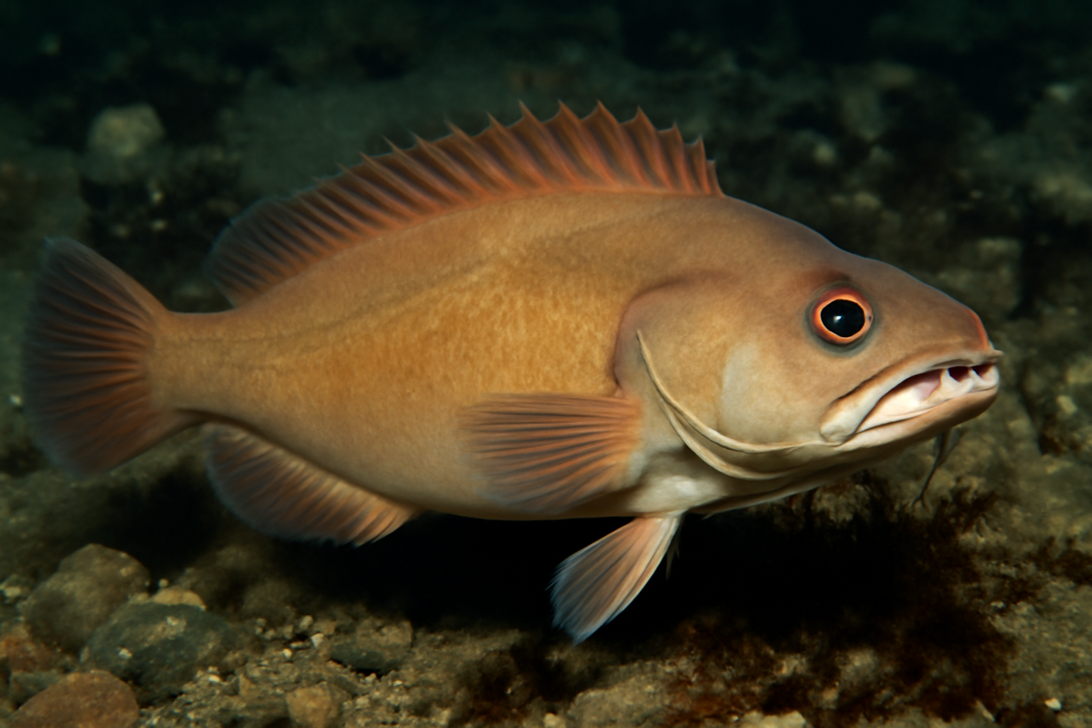 Chiseltooth Prowfish