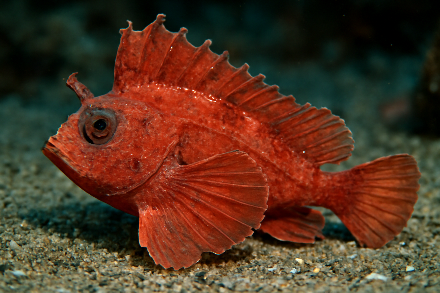 Reddish Waspfish