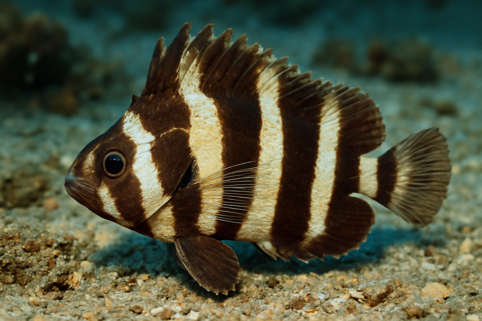 Banded Waspfish