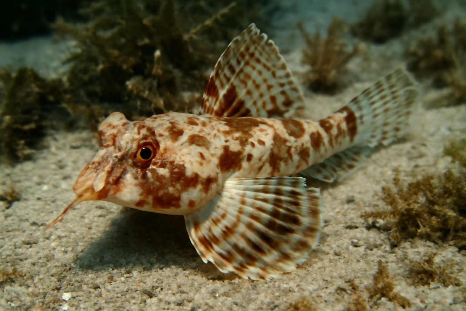 Nullarbor Dragonet